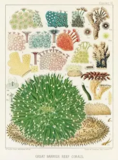 Seagrass Prints: The Great Barrier Reef of Australia