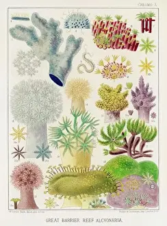 Seagrass Prints: The Great Barrier Reef of Australia