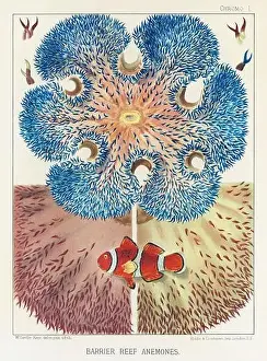 The Great Barrier Reef of Australia. A colorful plate of an antique book about corals and coral reefs