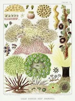 Seagrass Prints: The Great Barrier Reef of Australia