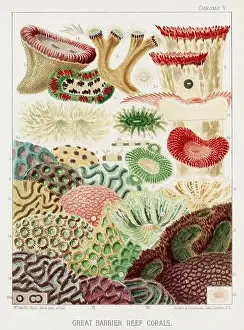 The Great Barrier Reef of Australia. A colorful plate of an antique book about corals and coral reefs
