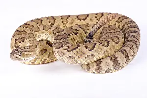 Ambush Predator Prints: Great Basin rattlesnake, Crotalus oreganus lutosus