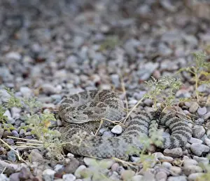 Viper Prints: Great Basin rattlesnake (Crotalus oreganus lutosus) basking in the sun in the mountains of Southern Utah