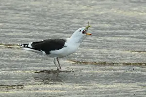 Temperate Prints: Great Black-backed Gull (Larus marinus) adult