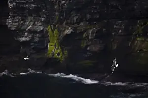 Rocky Coast Prints: Great black-backed gull (Larus marinus) and fulmar (Fulmarus glacialis) flying off a moss-covered rocky coast