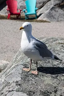 Coves Prints: Great black-backed gull standing on a rock at Peggy's Cove, Nova Scotia, Canada