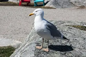 Coves Prints: Great black-backed gull standing on a rock at Peggy's Cove, Nova Scotia, Canada