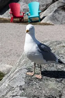 Coves Prints: Great black-backed gull standing on a rock at Peggy's Cove, Nova Scotia, Canada