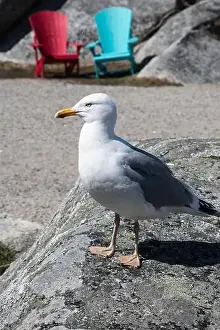 Coves Prints: Great black-backed gull standing on a rock at Peggy's Cove, Nova Scotia, Canada