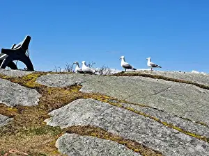 Coves Prints: Great black-backed gulls standing on a rock at Peggy's Cove, Nova Scotia, Canada