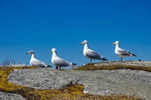 Coves Prints: Great black-backed gulls standing on a rock at Peggy's Cove, Nova Scotia, Canada