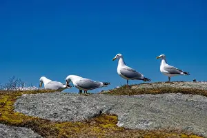 Coves Prints: Great black-backed gulls standing on a rock at Peggy's Cove, Nova Scotia, Canada