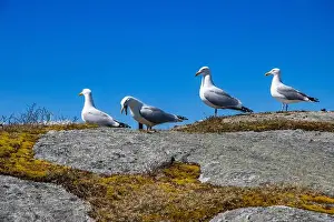Coves Prints: Great black-backed gulls standing on a rock at Peggy's Cove, Nova Scotia, Canada