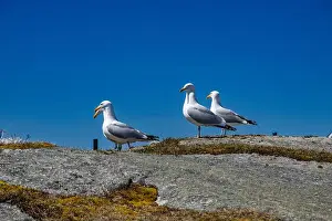 Coves Prints: Great black-backed gulls standing on a rock at Peggy's Cove, Nova Scotia, Canada