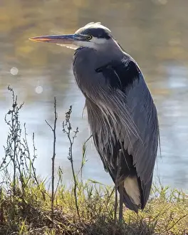 San Francisco Bay Area Prints: Great Blue Heron adult foraging. Redwood Shores Lagoon, San Mateo County, California, USA