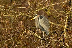 Fraser River Prints: Great blue heron (Ardea herodias)