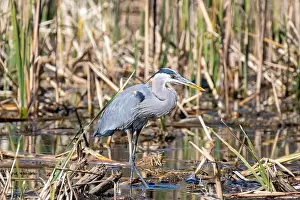 Sweetwater Wetlands Prints: Great Blue Heron (Ardea herodias)