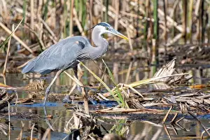 Sweetwater Wetlands Prints: Great Blue Heron (Ardea herodias)