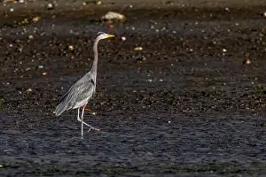 Corvid Prints: Great Blue Heron, Ardea herodias