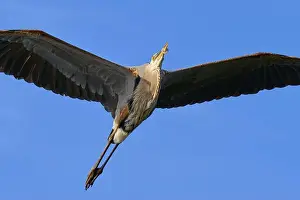 Flights Prints: Great blue heron (Ardea herodias)