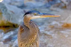 South Carolina Prints: Great Blue Heron (Ardea herodias) Close-up Profile