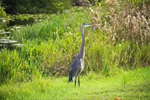 Long Legs Prints: A Great Blue Heron Ardea herodias at Everglades National Park, Florida, United States