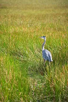 Long Legs Prints: A Great Blue Heron Ardea herodias at Everglades National Park, Florida, United States