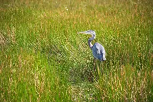 Natural Wonder Prints: A Great Blue Heron Ardea herodias at Everglades National Park, Florida, United States