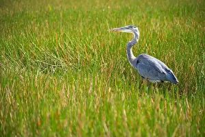 Natural Wonder Prints: A Great Blue Heron Ardea herodias at Everglades National Park, Florida, United States