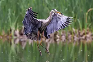Catfish Prints: Great blue heron (Ardea herodias) fishing