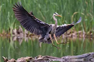 Catfish Prints: Great blue heron (Ardea herodias) fishing