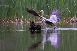 Catfish Prints: Great blue heron (Ardea herodias) fishing