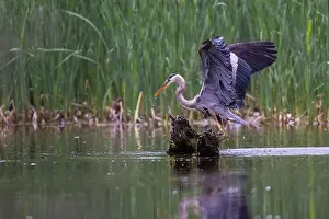 Catfish Prints: Great blue heron (Ardea herodias) fishing