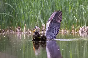 Catfish Prints: Great blue heron (Ardea herodias) fishing