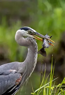 Catfish Prints: Great blue heron (Ardea herodias) fishing
