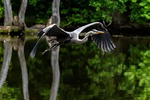 Catfish Prints: Great blue heron (Ardea herodias) fishing