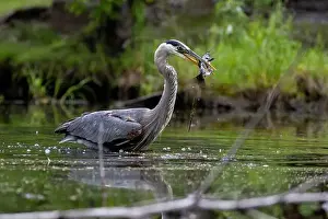 Catfish Prints: Great blue heron (Ardea herodias) fishing