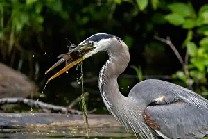 Catfish Prints: Great blue heron (Ardea herodias) fishing