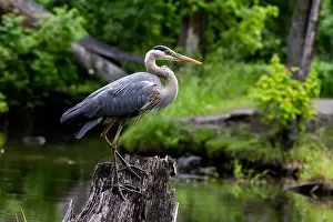 Catfish Prints: Great blue heron (Ardea herodias) fishing