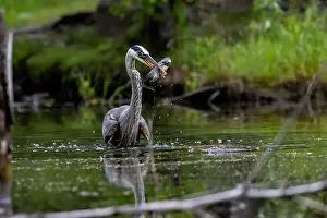 Catfish Prints: Great blue heron (Ardea herodias) fishing