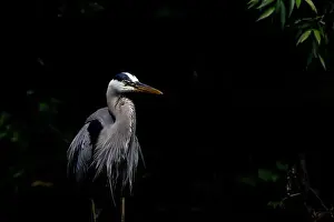 Catfish Prints: Great blue heron (Ardea herodias) fishing