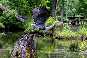 Catfish Prints: Great blue heron (Ardea herodias) fishing