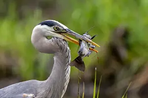 Catfish Prints: Great blue heron (Ardea herodias) fishing