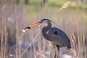 Catfish Prints: great blue heron (Ardea herodias) fishing