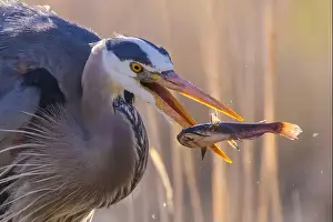 Catfish Prints: great blue heron (Ardea herodias) fishing