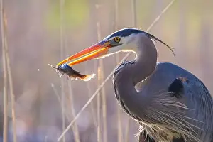 Catfish Prints: great blue heron (Ardea herodias) fishing