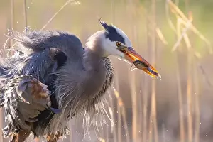 Catfish Prints: great blue heron (Ardea herodias) fishing