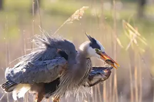 Catfish Prints: great blue heron (Ardea herodias) fishing