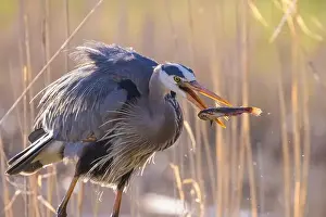 Catfish Prints: great blue heron (Ardea herodias) fishing