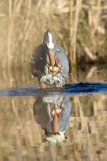 Catfish Prints: great blue heron (Ardea herodias) fishing